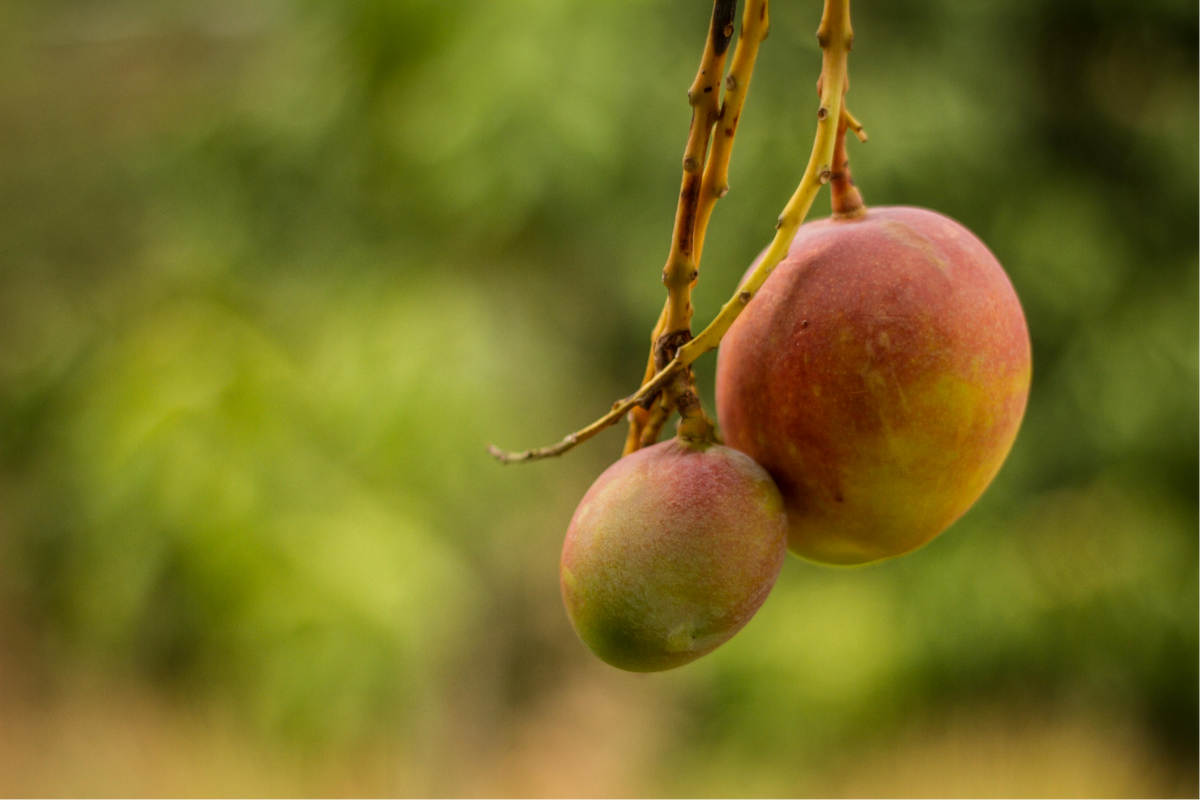 2GO! Organic Dried Mango pack of 4