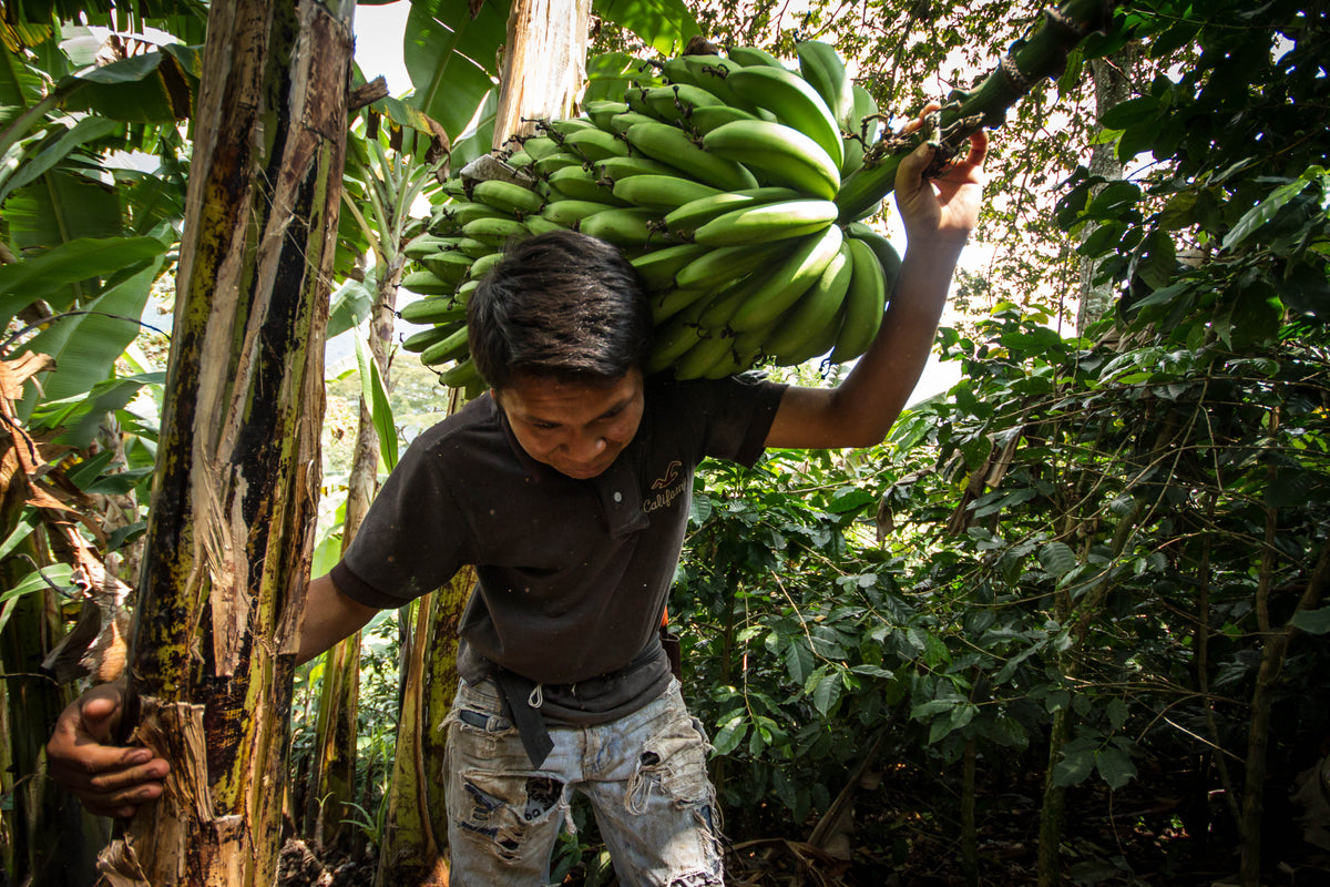 2GO! Organic Dried Bananas